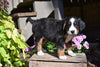 AKC Registered Bernese Mountain Puppy For Sale Millersburg Ohio Female Princess