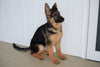 AKC German Shepherd  For Sale Baltic Ohio Female- Melissa