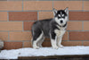 Akc Registered Siberian Husky Dundee Ohio Female Bonny