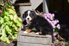 AKC Registered Bernese Mountain Puppy For Sale Millersburg Ohio Male Oreo