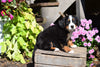 AKC Registered Bernese Mountain Puppy For Sale Millersburg Ohio Male Oreo