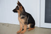 AKC German Shepherd  For Sale Baltic Ohio Female- Melissa