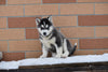 Akc Registered Siberian Husky Dundee Ohio Female Bonny