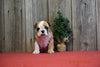 AKC Registered English Bulldog Puppy For Sale Fresno Ohio Male Chubbs