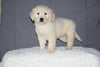 Akc Registered Golden Retriever Puppy For Sale Sugarcreek Ohio Female Bella