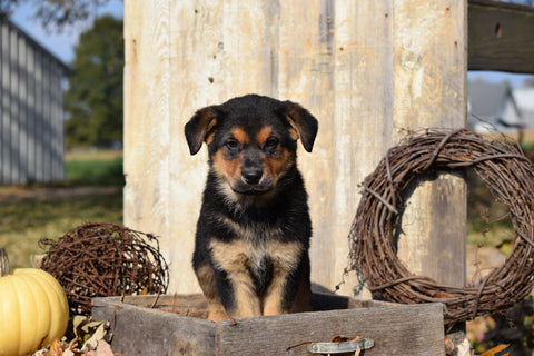 German Shepherd Rottweiler Mix Puppy For Sale Millersburg Ohio Luke Male