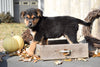 German Shepherd Rottweiler Mix Puppy For Sale Millersburg Ohio Luke Male