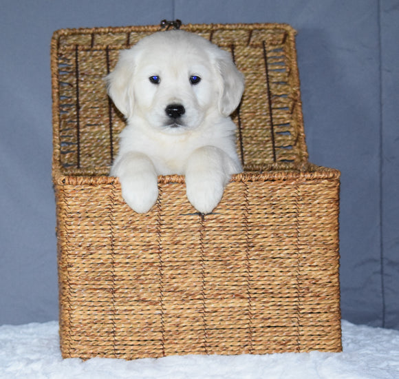 Akc Registered Golden Retriever Puppy For Sale Sugarcreek Ohio Female Bella