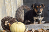 German Shepherd Rottweiler Mix Puppy For Sale Millersburg Ohio Luke Male