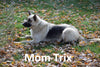German Shepherd Rottweiler Mix Puppy For Sale Millersburg Ohio Female Abby