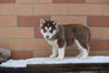 Akc Registered Siberian Husky Dundee Ohio Female Bear