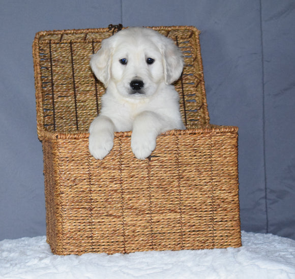 Akc Registered Golden Retriever Puppy For Sale Sugarcreek Ohio Male Toby