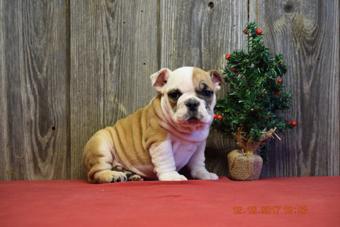 AKC Registered English Bulldog Puppy For Sale Fresno Ohio Male Ollie