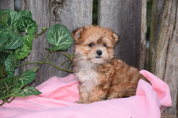 Morkie For Sale Female Missy Millersburg, Ohio