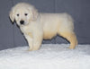 Akc Registered Golden Retriever Puppy For Sale Sugarcreek Ohio Male Charley
