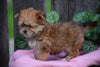 Morkie For Sale Female Missy Millersburg, Ohio