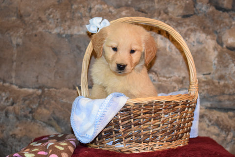 Rusty Male AKC Registered Golden Retriever Puppy For Sale Butler Ohio