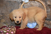 Rusty Male AKC Registered Golden Retriever Puppy For Sale Butler Ohio