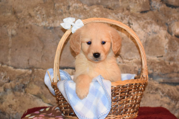 Lady Female AKC Registered Golden Retriever Puppy For Sale Butler Ohio