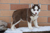 Akc Registered Siberian Husky Dundee Ohio Female Beauty