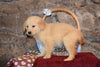 Lady Female AKC Registered Golden Retriever Puppy For Sale Butler Ohio