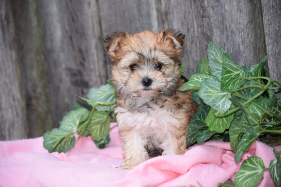 Morkie For Sale Female Mindy Millersburg, Ohio