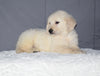 Akc Registered Golden Retriever Puppy For Sale Sugarcreek Ohio Male Teddy
