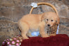 Lady Female AKC Registered Golden Retriever Puppy For Sale Butler Ohio