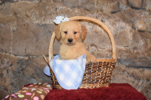 Bently Male AKC Registered Golden Retriever Puppy For Sale Butler Ohio