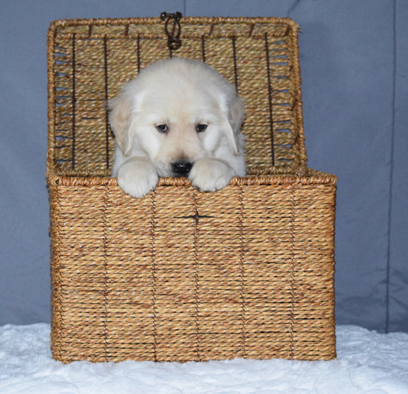 Akc Registered Golden Retriever Puppy For Sale Sugarcreek Ohio Male Maxx