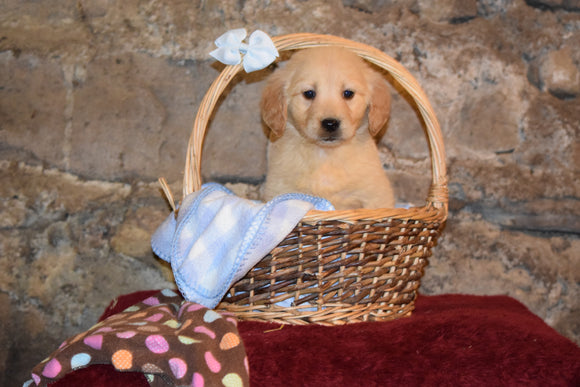 Mia Female AKC Registered Golden Retriever Puppy For Sale Butler Ohio