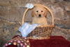 Mia Female AKC Registered Golden Retriever Puppy For Sale Butler Ohio
