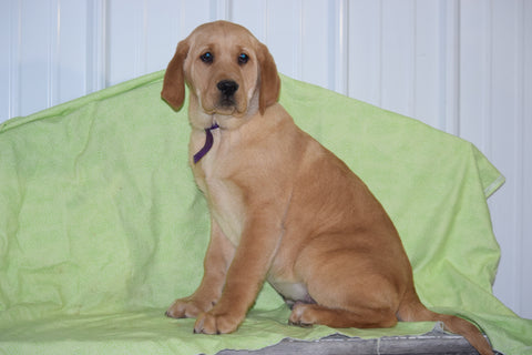 Golden Labrador Puppy For Sale Male Conner Apple Creek, Ohio
