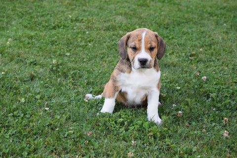 Cindy Beabull Puppy For Sale