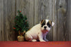 AKC Registered English Bulldog Puppy For Sale Fresno Ohio Male Benny