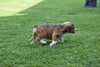 Cindy Beabull Puppy For Sale