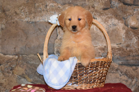 Penny Female AKC Registered Golden Retriever Puppy For Sale Butler Ohio