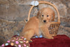 Penny Female AKC Registered Golden Retriever Puppy For Sale Butler Ohio