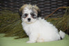 Zuchon For Sale Female Sebrina Sugarcreek, Ohio Teddy Bear Puppy