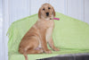 Golden Labrador Puppy For Sale Male Cody Apple Creek, Ohio