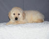 Akc Registered Golden Retriever Puppy For Sale Sugarcreek Ohio Male Maxx