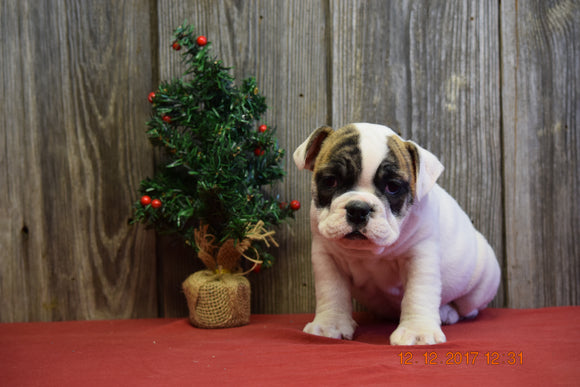 AKC Registered English Bulldog Puppy For Sale Fresno Ohio Male Benny