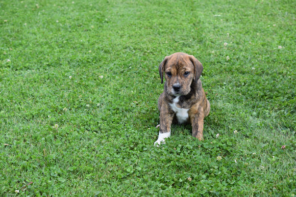Mindy Beabull Puppy For Sale