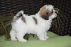 Zuchon For Sale Female Sebrina Sugarcreek, Ohio Teddy Bear Puppy