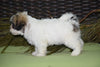 Zuchon For Sale Female Sebrina Sugarcreek, Ohio Teddy Bear Puppy