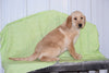 Golden Labrador Puppy For Sale Male Keith Apple Creek, Ohio