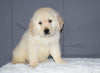 Akc Registered Golden Retriever Puppy For Sale Sugarcreek Ohio Male Maxx
