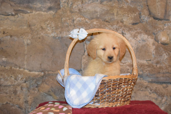 Sparky Male AKC Registered Golden Retriever Puppy For Sale Butler Ohio