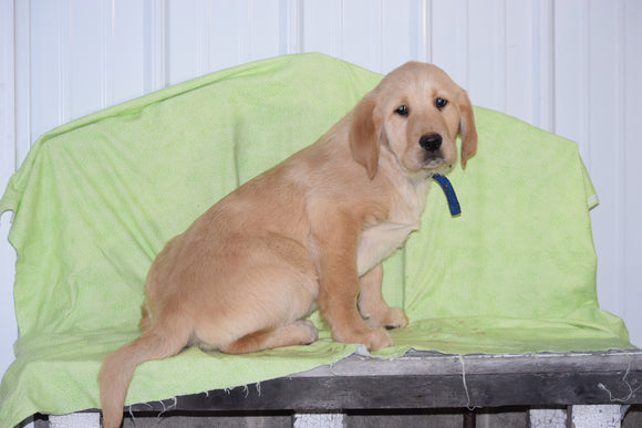 Golden Labrador Puppy For Sale Male Kyle Apple Creek, Ohio