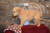 Sparky Male AKC Registered Golden Retriever Puppy For Sale Butler Ohio